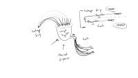 Accruals and Deferrals